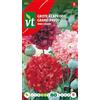 Arborix Poppy Semi di Papavero Colori Misti - Grandi Fiori in Vari Colori