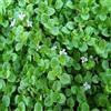 Arborix 6 x Mentha Requienii - Perenni Vaso 9cm x 9cm