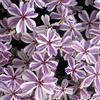 Arborix 6 x Phlox Subulata 'Candy Stripes' - Perenni Vaso 9cm x 9cm