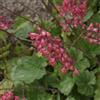 Generic 6x Heuchera sanguinea 'Leuchtkäfer' - Vaso 9x9 cm - pianta ornamentale fioritura rossa giardino