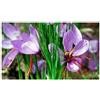 Generico Bulbi di Croco da Zafferano, Crocus Sativus, Circonferenza 9/10 cm, Confezione da 100 Bulbi, Disponibilità Immediata, Per Coltivazione Zafferano