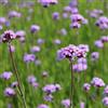 Generic 6x Verbena bonariensis - Verbena bonariensis - Vaso 9x9 cm - perenne rustica pianta per api giardino