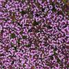 Generic 6x Timo strisciante 'Coccineus' - Thymus praecox 'Coccineus' - Vaso 9x9 cm - coprisuolo aromatico fioritura rossa giardino