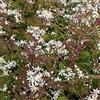 Arborix, grüner und billiger! 6 x Aster Cordifolius 'Silver Spray' - Perenni Vaso 9cm x 9cm