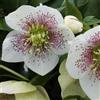 Arborix 6 x Helleborus Orientalis 'Spotted Hybrids' - Perenni Vaso 9cm x 9cm