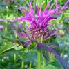 Arborix 6 x Monarda 'Scorpion' - Perenni Vaso 9cm x 9cm