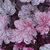 Arborix 6 x Heuchera Plum Pudding - Perenni Vaso 9cm x 9cm