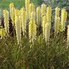 Arborix 6 x Kniphofia 'Little Maid' - Perenni Vaso 9cm x 9cm