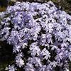 Arborix 12 unità Phlox Subulata 'Emerald Cushion Blue' - Muschio di Phlox Vaso 9x9cm ±1 m² - Phlox con Fiori Blu e Crescita Bassa