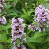 Arborix 6 x Nepeta Subsessilis - Perenni Vaso 9cm x 9cm