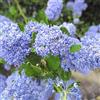 Generic Ceanothus impressus 'Victoria' 30-40 cm Vaso - Fioritura blu intensa ornamentale