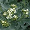 Arborix 6 x Crambe Maritima - Perenni Vaso 9cm x 9cm