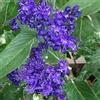 Generic Barba blu 'Heavenly Blue' 40-50 cm Vaso - Caryopteris clandonensis 'Heavenly Blue' - Fioritura blu estiva