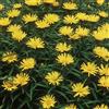 Arborix 6 x Inula Ensifolia - Perenni Vaso 9cm x 9cm