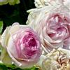 Arborix, grüner und billiger! 2 x Rose - Vaso rosa Pierre de Ronsard 25 - 30 cm - La pluripremiata rosa rampicante fiorita con incantevoli fiori