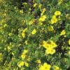 Generic Potentilla 'Goldfinger' 25-30 cm Vaso - Potentilla fruticosa 'Goldfinger' - Fioritura gialla intensa
