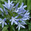 Arborix 6 x Agapanthus Africanus - Perenni Vaso 9cm x 9cm