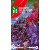 Arborix Sweet pea Dark colors Seeds - Rampicante fiorito con una fragranza molto piacevole