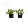 Arborix 6 x Bergenia 'Bressingham White' - Perenni Vaso 9cm x 9cm