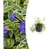 Plantenboetiek.nl Vinca minor 'Aureovariegata' | 12 pezzi - 10-25cm - Ø9cm - Pianta da giardino