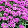 Arborix 6 x Monarda 'Petite Delight' - Perenni Vaso 9cm x 9cm