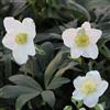 Arborix 6 x Helleborus Niger - Perenni Vaso 9cm x 9cm