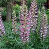Arborix 6 x Acanthus Spinosus - Acanto spinoso Vaso 9x9cm - Perenne con Foglie Spinate e Decorativi