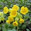Arborix 6 x Primula Veris - Perenni Vaso 9cm x 9cm