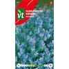Arborix Semi di Viperina Blue Bedder - Bella varietà con bei fiori blu violacei