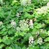 Arborix 6 x Tiarella Cordifolia - Perenni Vaso 9cm x 9cm