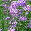 Arborix 6 x Erysimum 'Bowles' Mauve' - Perenni Vaso 9cm x 9cm