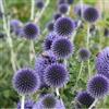 Arborix 6 x Echinops Ritro - Perenni Vaso 9cm x 9cm