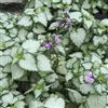Arborix 6 x Lamium Maculatum 'Beacon Silver' - Perenni Vaso 9cm x 9cm