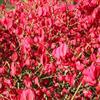 GardenersDream Euonymus Alatus, noto anche come Winged Spindle o Burning Bush, è un arbusto da giardino deciduo. Vaso da 9 cm.