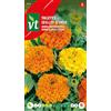 Arborix India garofano Sierra grandi semi fioriti - Continuamente in fiore fino al gelo.