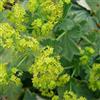 Arborix, grüner und billiger! 6 x Alchemilla Mollis - Perenni Vaso 9cm x 9cm