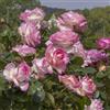 Generico AMDGarden Rosa Rampicante Brevettata Principesse de Monaco® Meilland Vaso 19 cm Fiori Grandi Rosa/Bianco