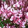 Arborix 6 x Gaura Lindheimeri 'Cherry Brandy' - Perenni Vaso 9cm x 9cm