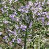 Arborix 12 unità Limonium Latifolium - Statice Vaso 9x9cm ±1 m² - Pianta Fiorita con Fiori Colorati e Resistente alla Secchezza