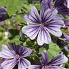 Arborix 6 x Malva Sylvestris Marina - Perenni Vaso 9cm x 9cm