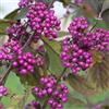Generic Callicarpa 'Profusion' 40-60 cm Vaso - Callicarpa bodinieri 'Profusion' - Bacche viola decorative in autunno