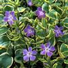 Generic 6x Vinca major 'Variegata' - Vaso 9x9 cm - grande pervinca foglia variegata ornamentale