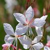 Arborix 12 unità Gaura Lindheimeri - Gaura Lindheimeri Vaso 9x9cm ±1 m² - Pianta perenne con Fiori Bianchi e Rosa per Giardini e Bordure