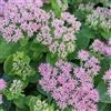 Generic 6x Sedum spectabile 'Brillant' - Sedum spectabile 'Brillant' - Vaso 9x9 cm - pianta grassa fioritura rosa autunnale giardino