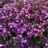 Arborix 12 unità Thymus Praecox 'Coccineus' - Timo Precoce 'Coccineus' Vaso 9x9cm ±1 m² - Thymus con Fiori Rossi e Fogliame Aromatico