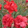 Arborix 6 x Dianthus Plumarius 'David' - Perenni Vaso 9cm x 9cm