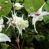 Generic 6 fiori di elfo - Epimedium grandiflorum - Vaso 9 x 9 cm - Pianta da ombra con fioritura lilla