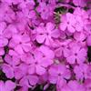 Arborix 6 x Phlox Douglasii 'Mac Daniel's Cushion' - Perenni Vaso 9cm x 9cm