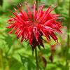 Generic 6x Monarda 'Gardenview Scarlet' - Vaso 9x9 cm - pianta di bergamotto perenne fioritura scarlatta piante da giardino