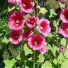 Arborix 6 x Alcea Rosea 'Rubra' - Perenni Vaso 9cm x 9cm